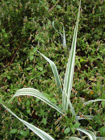 Phalaris arundinacea 'Picta'