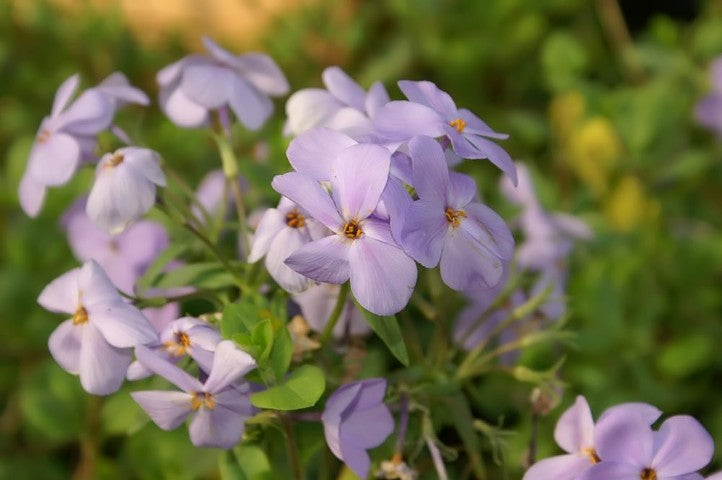 Phlox stolonifera 'Blue Ridge'