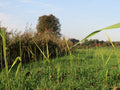 Phragmites australis