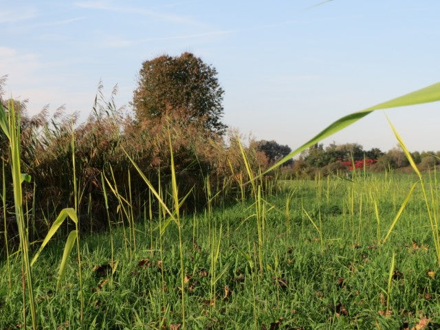 Phragmites australis