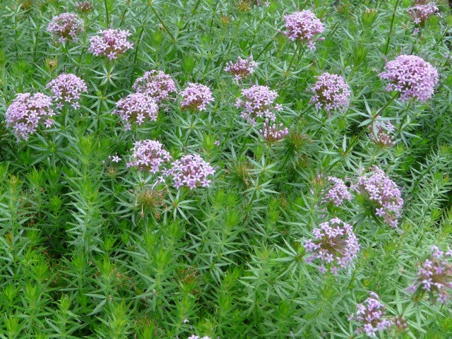Phuopsis stylosa