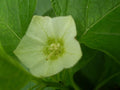 Physalis alkekengi franchetii