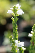 Physostegia virginiana 'Summer Snow'