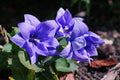 Platycodon Astra Blue'