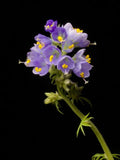 Polemonium caeruleum