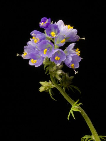 Polemonium caeruleum