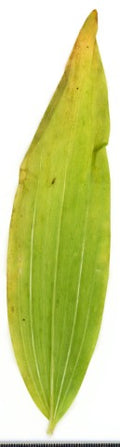 Polygonatum multiflorum
