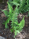 Polypodium vulgare