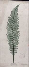 Polystichum aculeatum