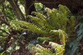 Polystichum polyblepharum
