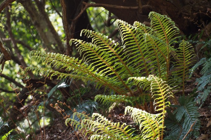 Polystichum polyblepharum