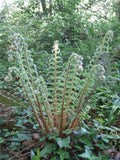 Polystichum setiferum