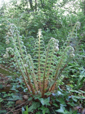 Polystichum setiferum