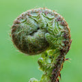 Polystichum setiferum 'Herrenhausen'