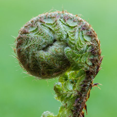 Polystichum setiferum 'Herrenhausen'