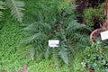 Polystichum tsus simense