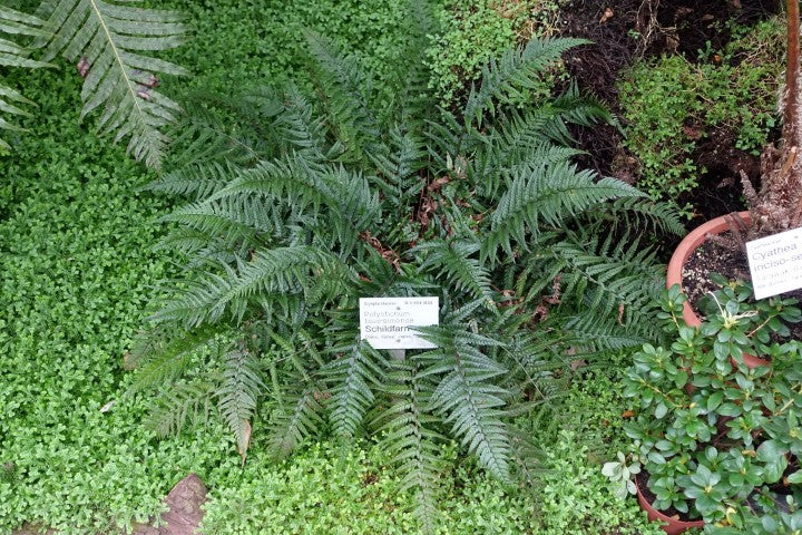 Polystichum tsus simense