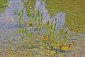Pontederia cordata