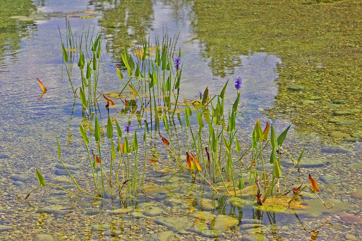 Pontederia cordata