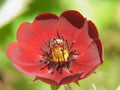 Potentilla atrosanguinea