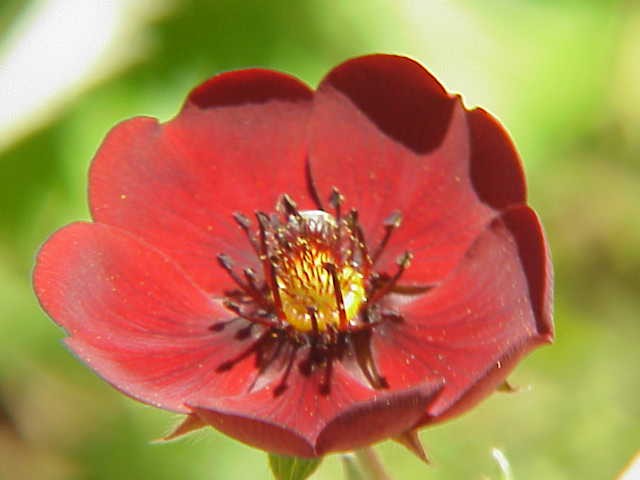 Potentilla atrosanguinea