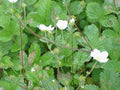 Potentilla fragiformis