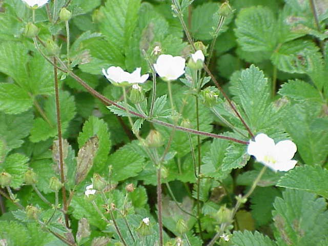 Potentilla fragiformis