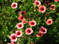 Potentilla nepalensis 'Miss Willmott'