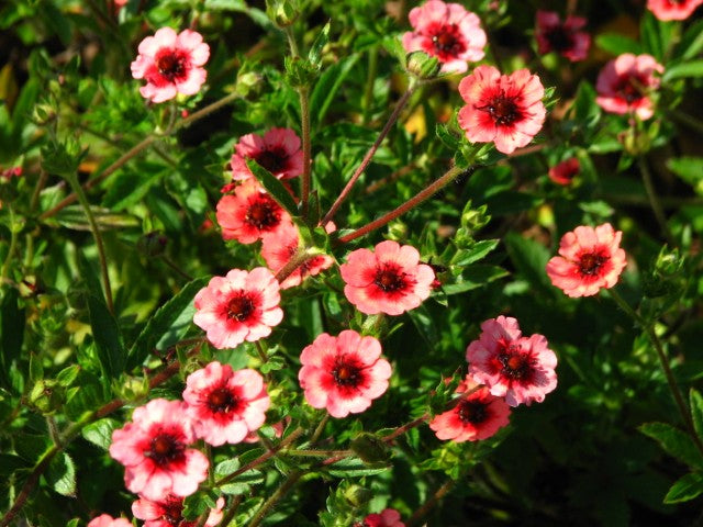 Potentilla nepalensis 'Miss Willmott'