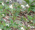 Potentilla tridentata 'Nuuk'