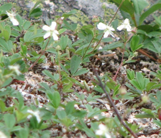 Potentilla tridentata 'Nuuk'