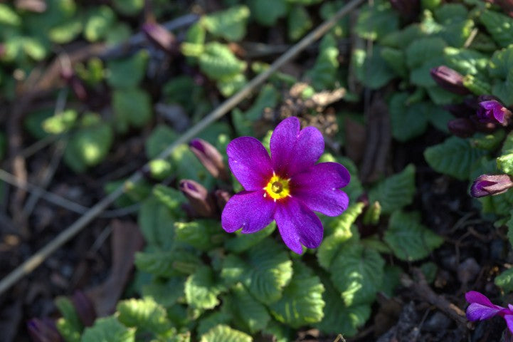 Primula 'Wanda'