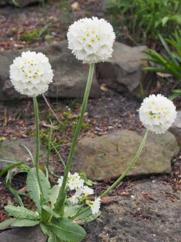Primula denticulata 'Alba'