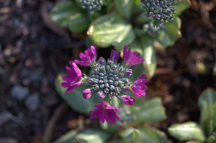 Primula denticulata 'Rubin'