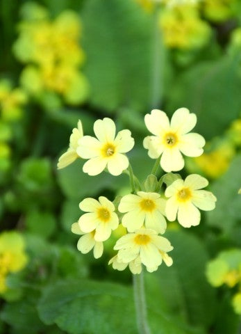 Primula elatior