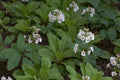 Primula japonica 'Alba'