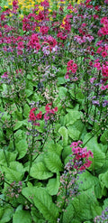 Primula japonica 'Miller's Crimson'