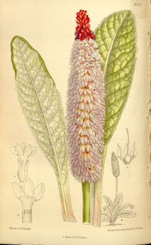 Primula vialii