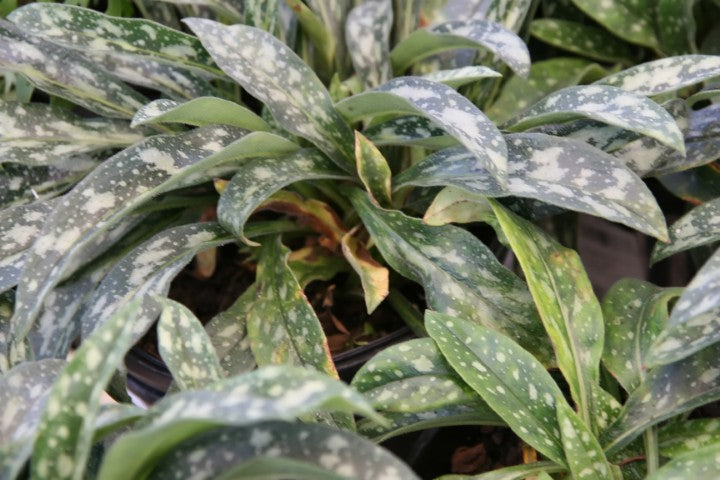 Pulmonaria longifolia E.B. Anderson'