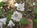 Pulmonaria officinalis 'Sissinghurst White'