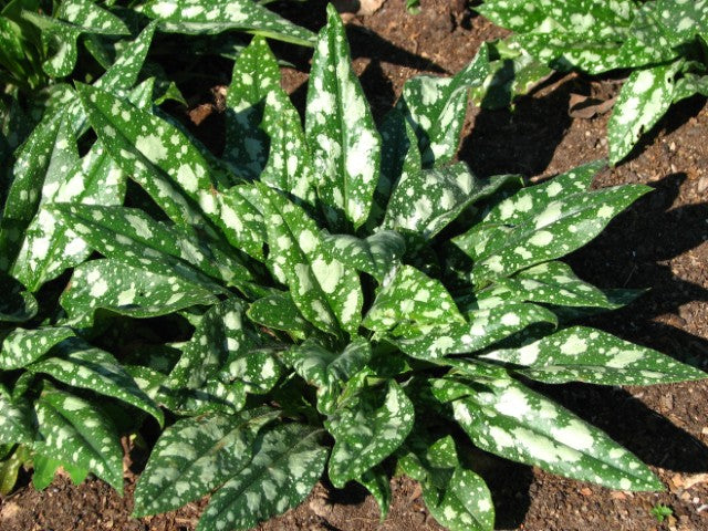 Pulmonaria saccharata 'Mrs Moon'