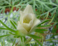 Pulsatilla vulgaris 'Alba'