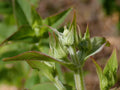 Pycnanthemum muticum