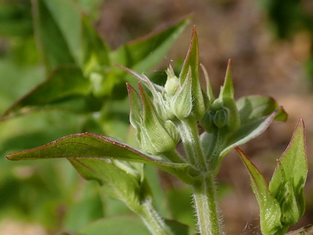 Pycnanthemum muticum