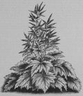 Rheum palmatum var tanguticum
