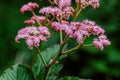 Rodgersia henrici
