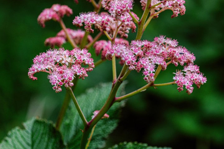Rodgersia henrici