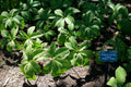 Rodgersia pinnata,