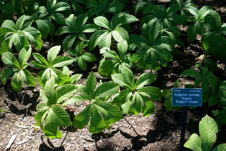 Rodgersia pinnata,