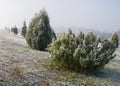 Rosmarinus officinalis